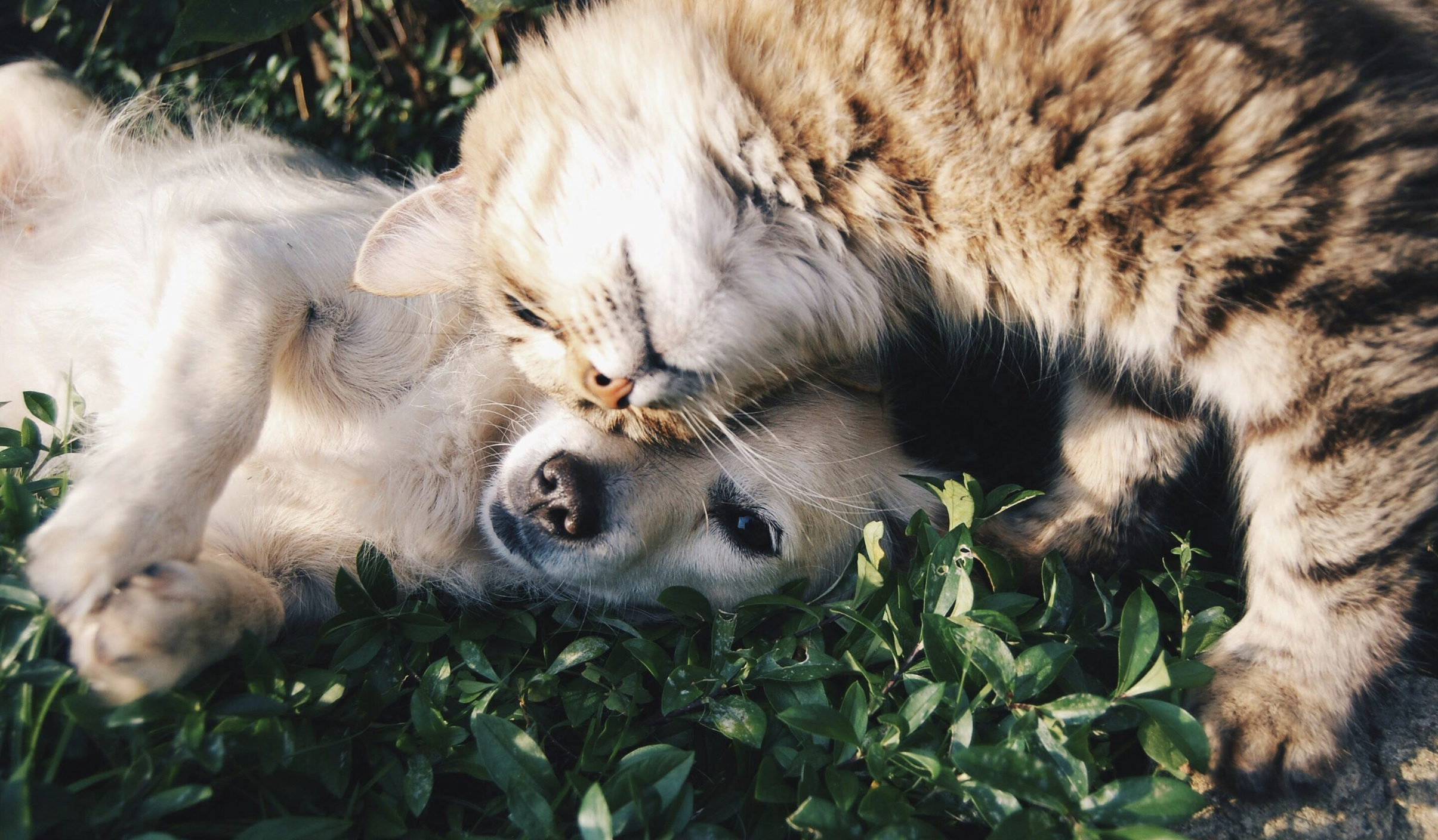 Image for How to Keep Your Pet’s Coat Healthy and Shiny During the Spring Months